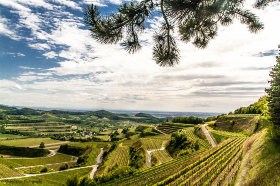 Kaiserstuhl, Mee 2014 