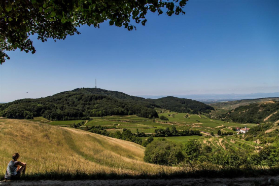 Kaiserstuhl, Juni 2014 
