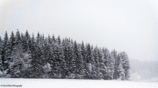 Schwarzwald, November 2013   